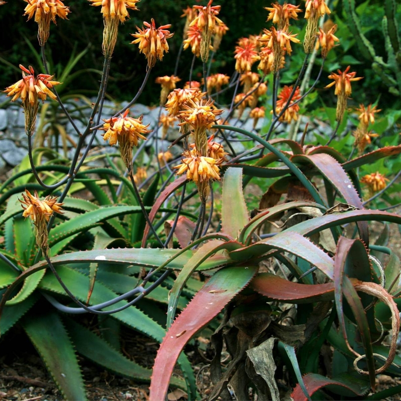 Aloe elegans